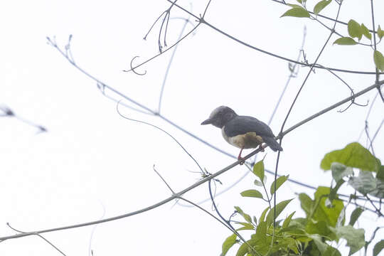 صورة Prionops caniceps caniceps (Bonaparte 1850)