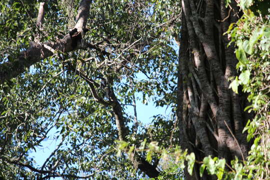 Image of Bonneted Langur