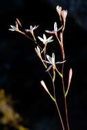 Image of Hesperantha cedarmontana Goldblatt