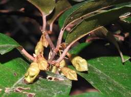 Image of Elaeagnus loureiroi Champ. ex Benth.