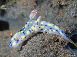 Image of Hypselodoris confetti Gosliner & R. F. Johnson 2018