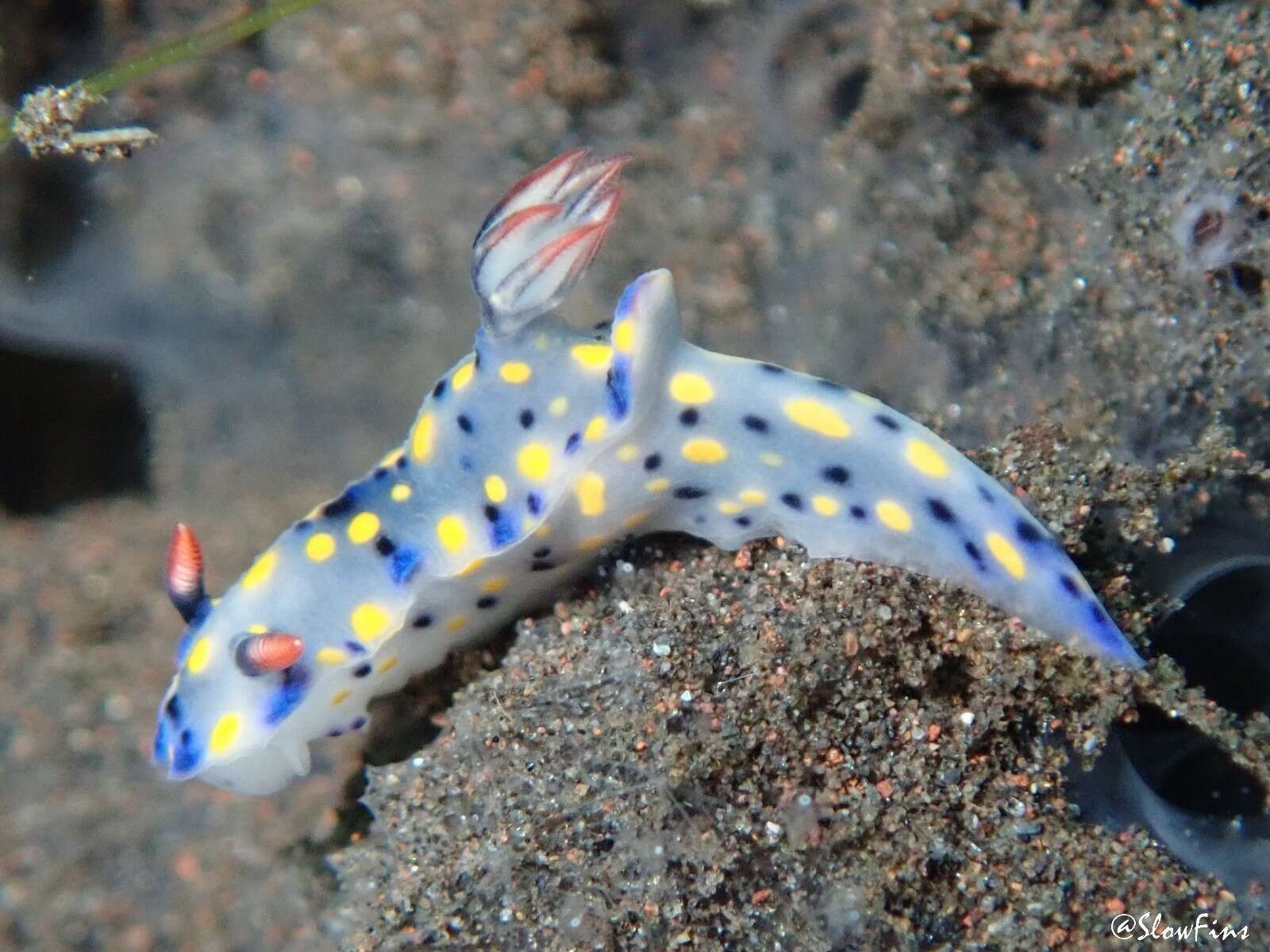 Image of Hypselodoris confetti Gosliner & R. F. Johnson 2018