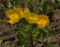 Image of Suksdorf's buttercup