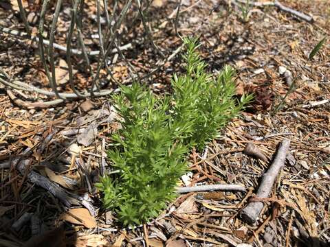 Plancia ëd Galium andrewsii A. Gray