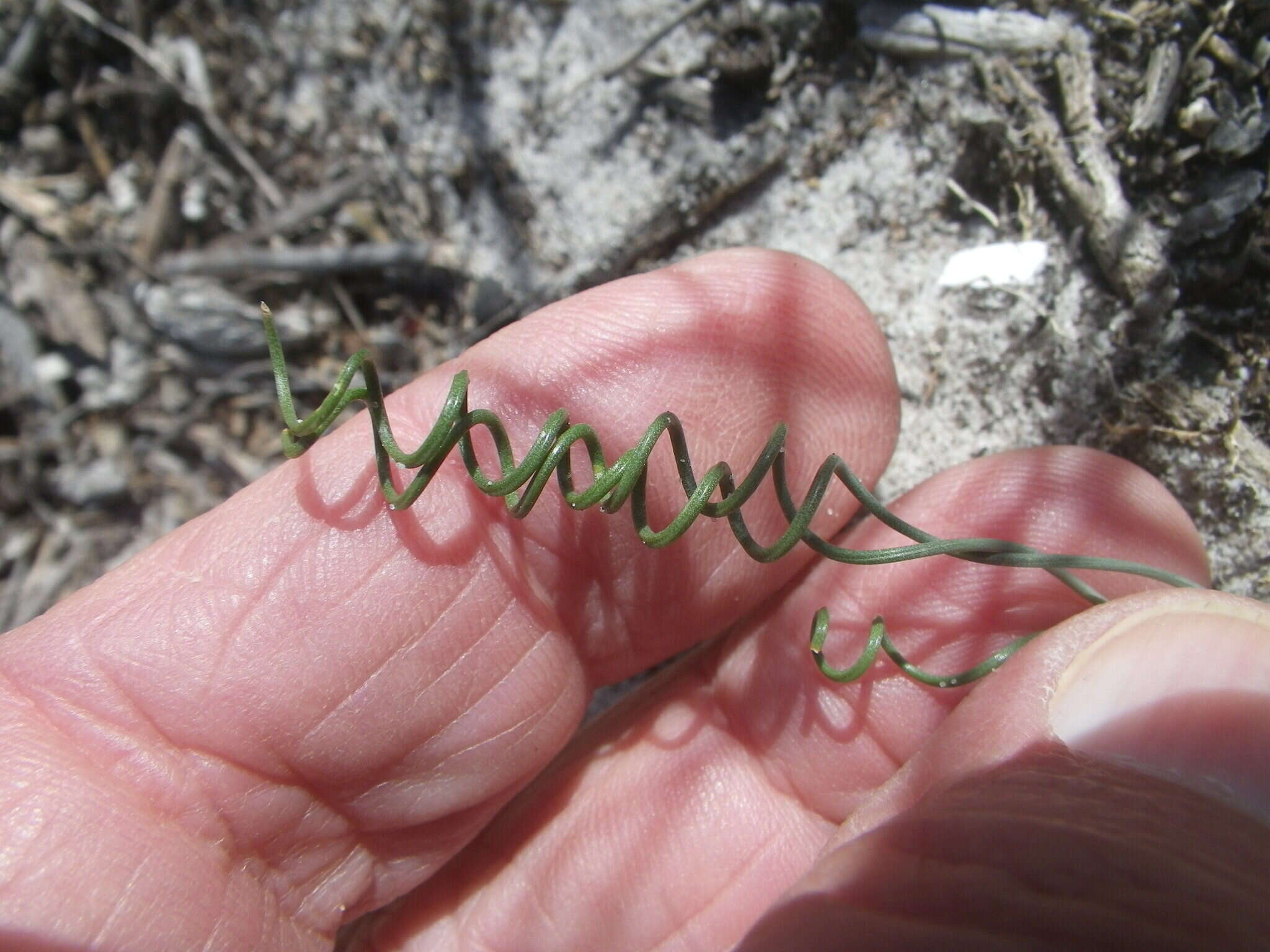 Sivun Gethyllis verticillata R. Br. kuva