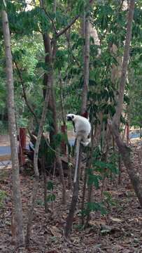 Image of Coquerel's Sifaka