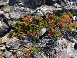 Image of purple crowberry