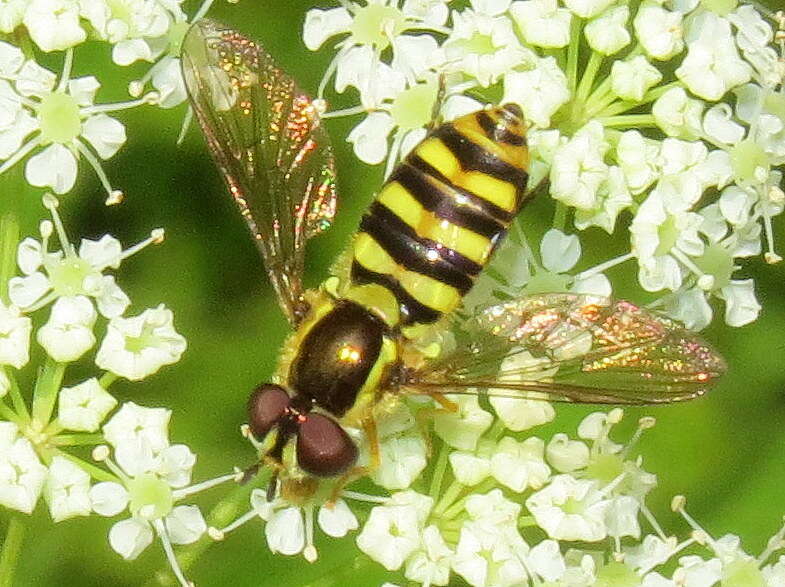 <i>Epistrophella emarginata</i> resmi