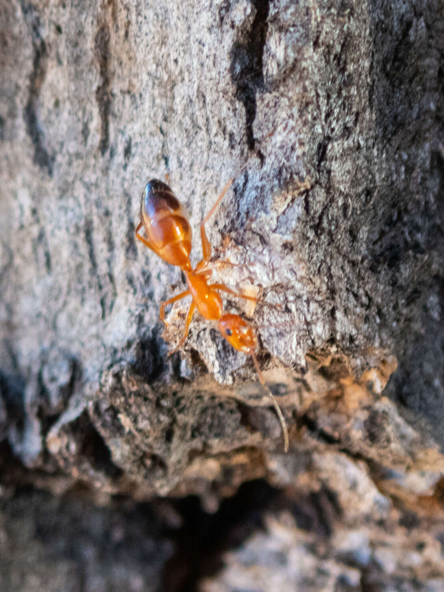 Image of <i>Camponotus marcens</i>