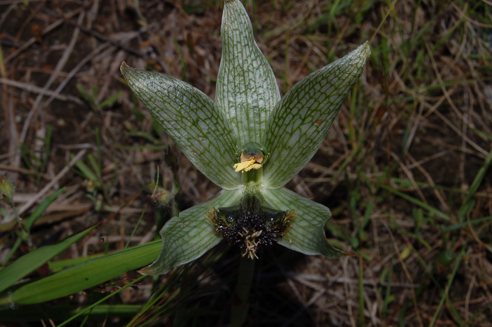 Image of Bipinnula penicillata (Rchb. fil.) Cisternas & Salazar