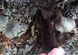 Image of hairy navel lichen