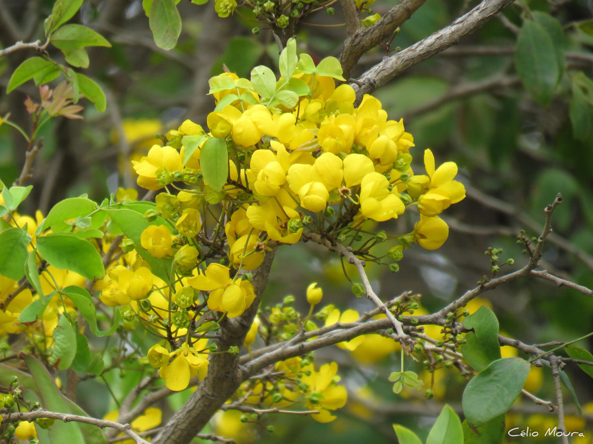 Chamaecrista ensiformis (Vell.) H. S. Irwin & Barneby resmi