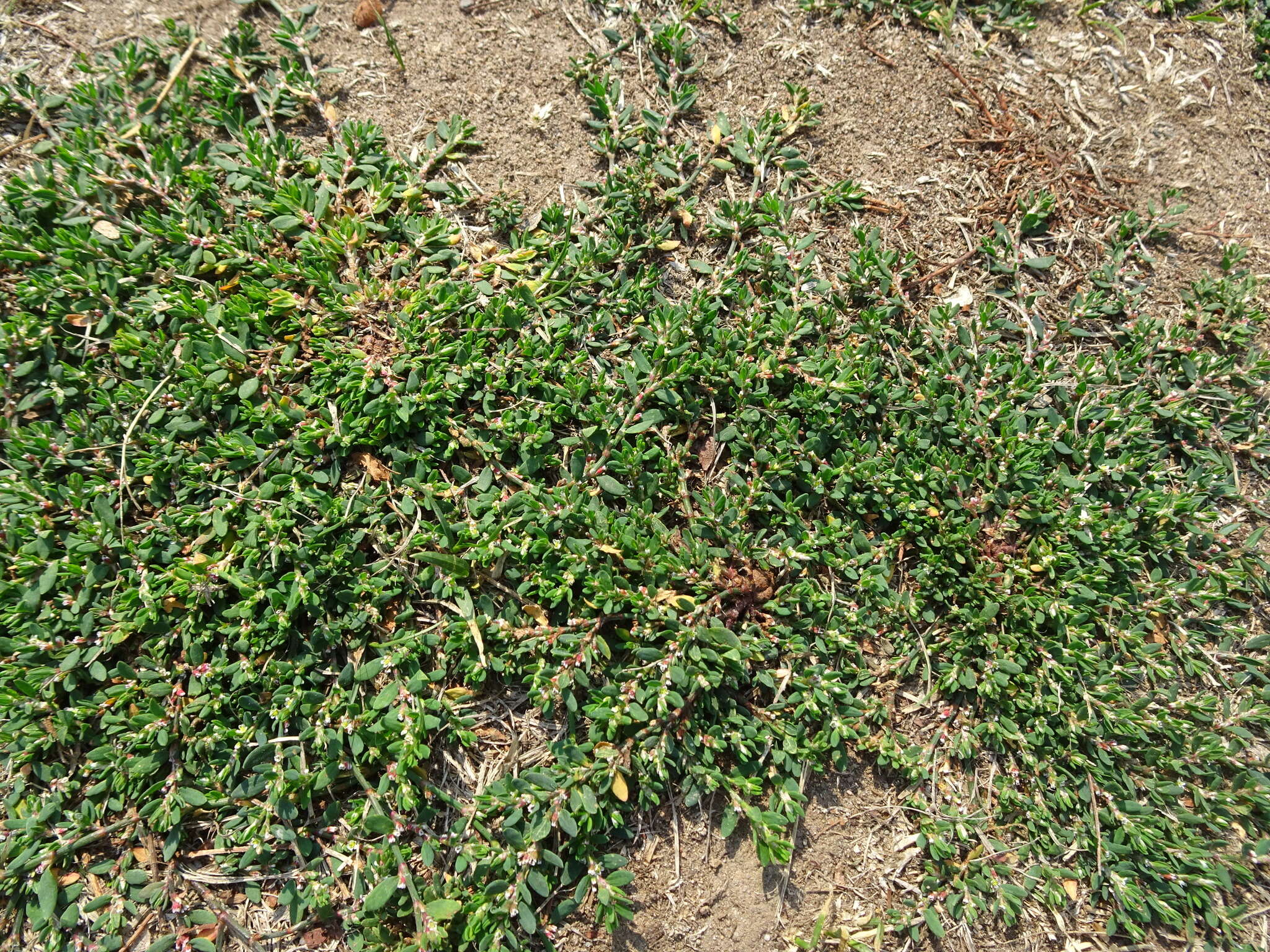 Image of oval-leaf knotweed