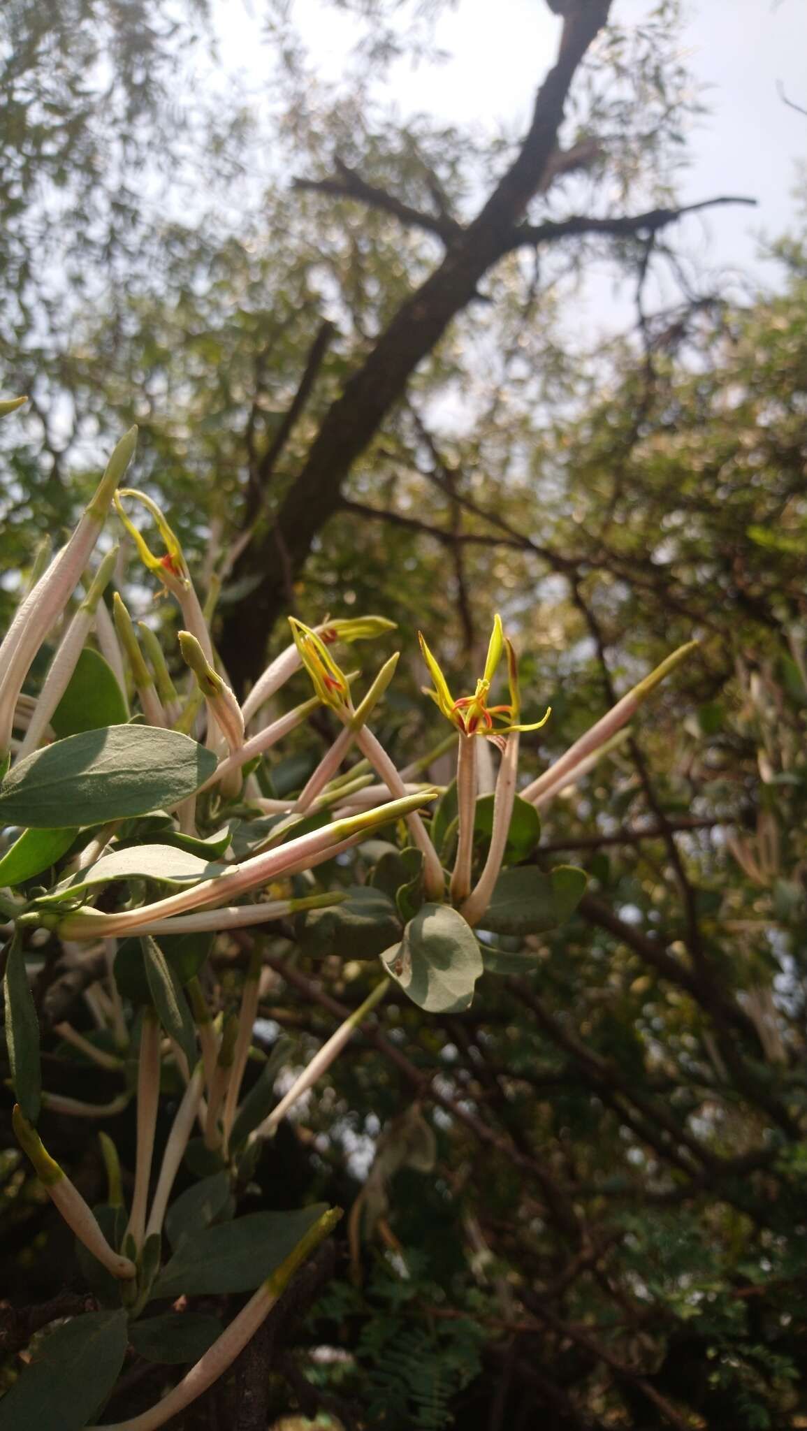 Image de Agelanthus natalitius (Meissn.) R. M. Polhill & D. Wiens