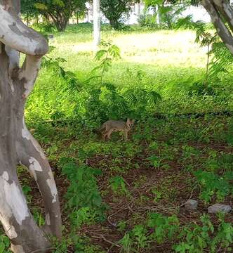 Image of Brasilian Fox