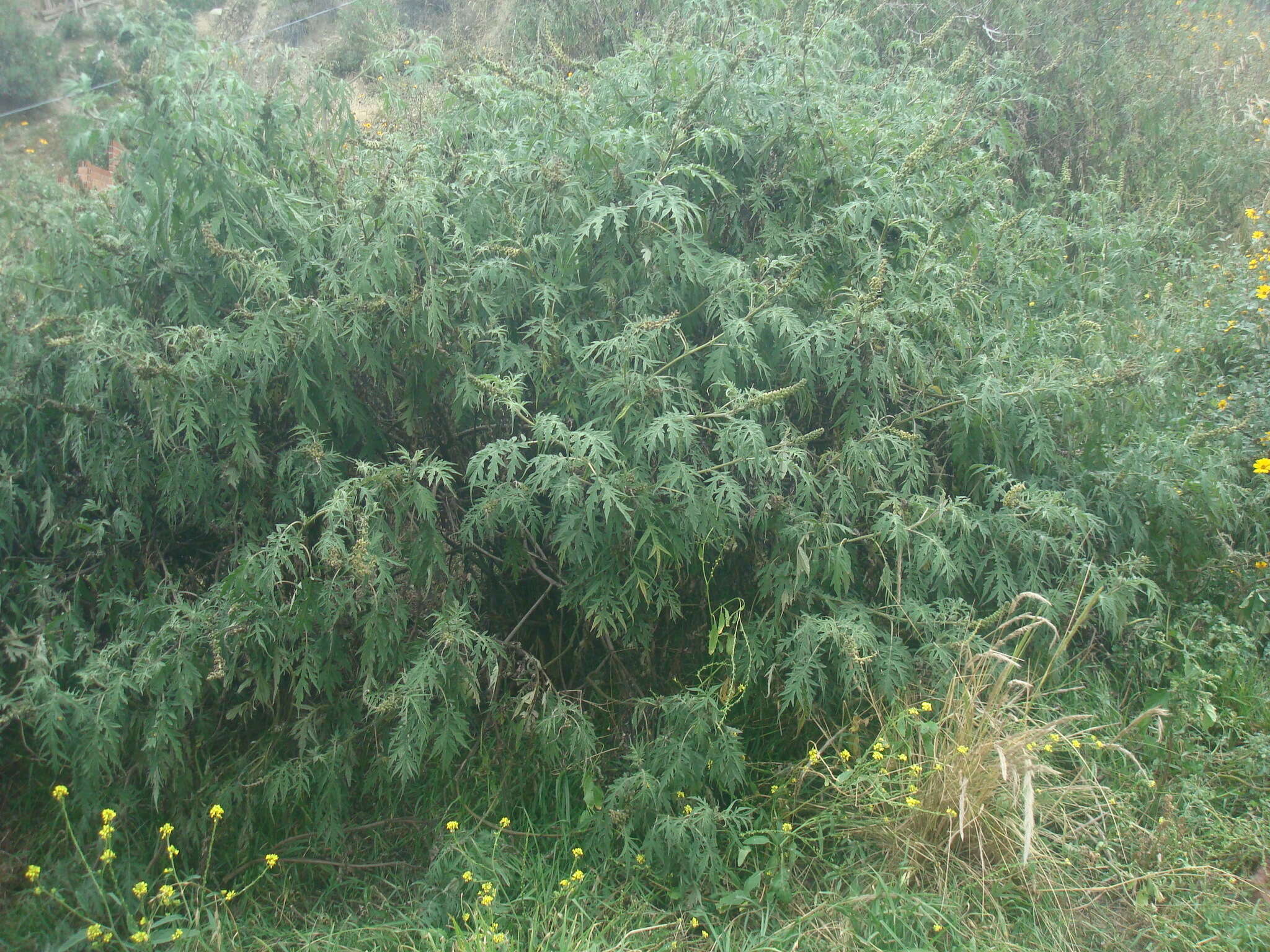 Sivun Ambrosia arborescens Mill. kuva