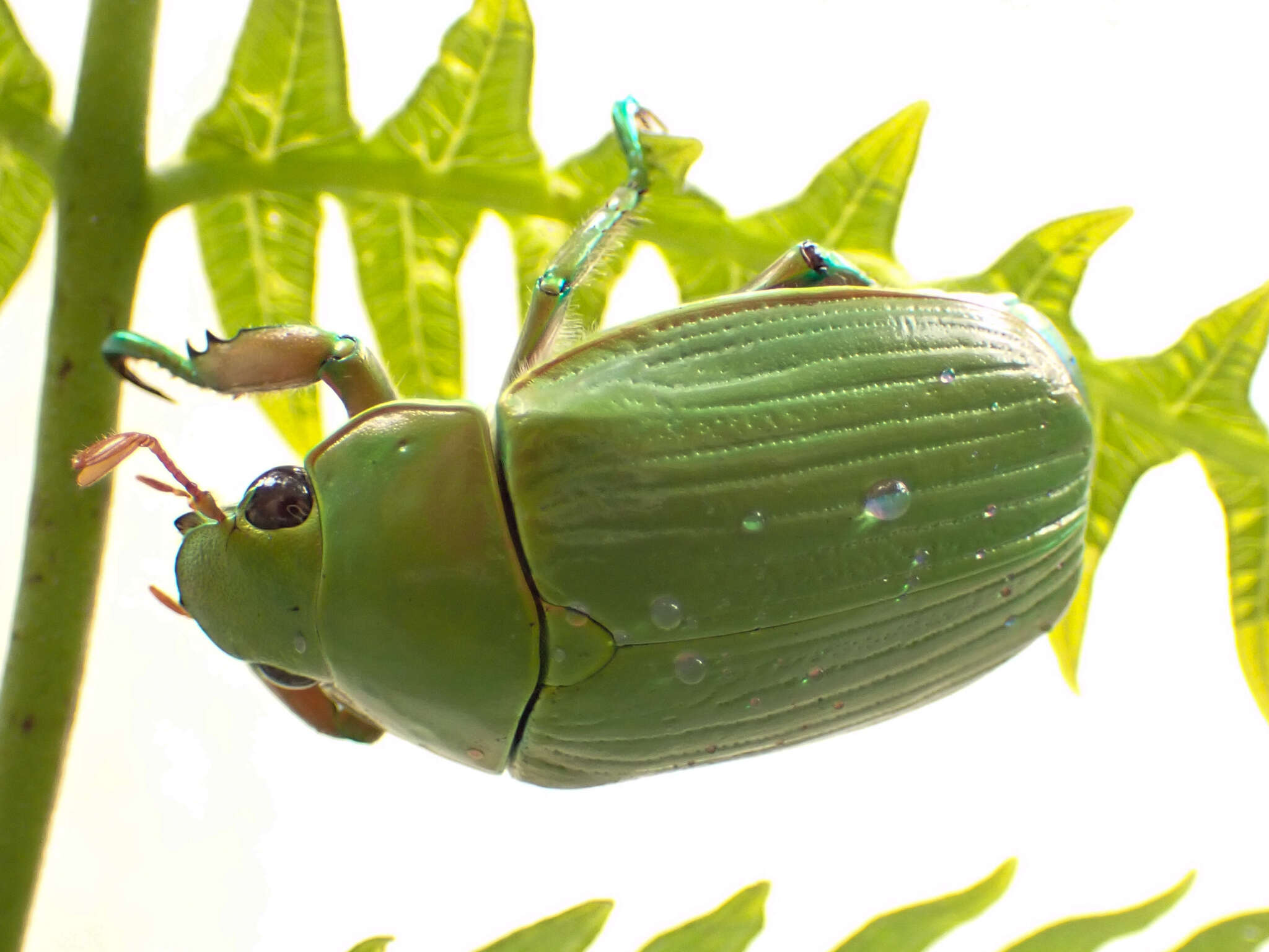 Imagem de Chrysina costata (Blanchard 1850)