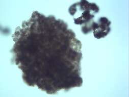 Image of Microcystis