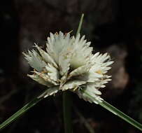 Imagem de Cyperus niveus var. leucocephalus (Kunth) Fosberg