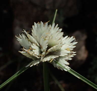 Imagem de Cyperus niveus var. leucocephalus (Kunth) Fosberg