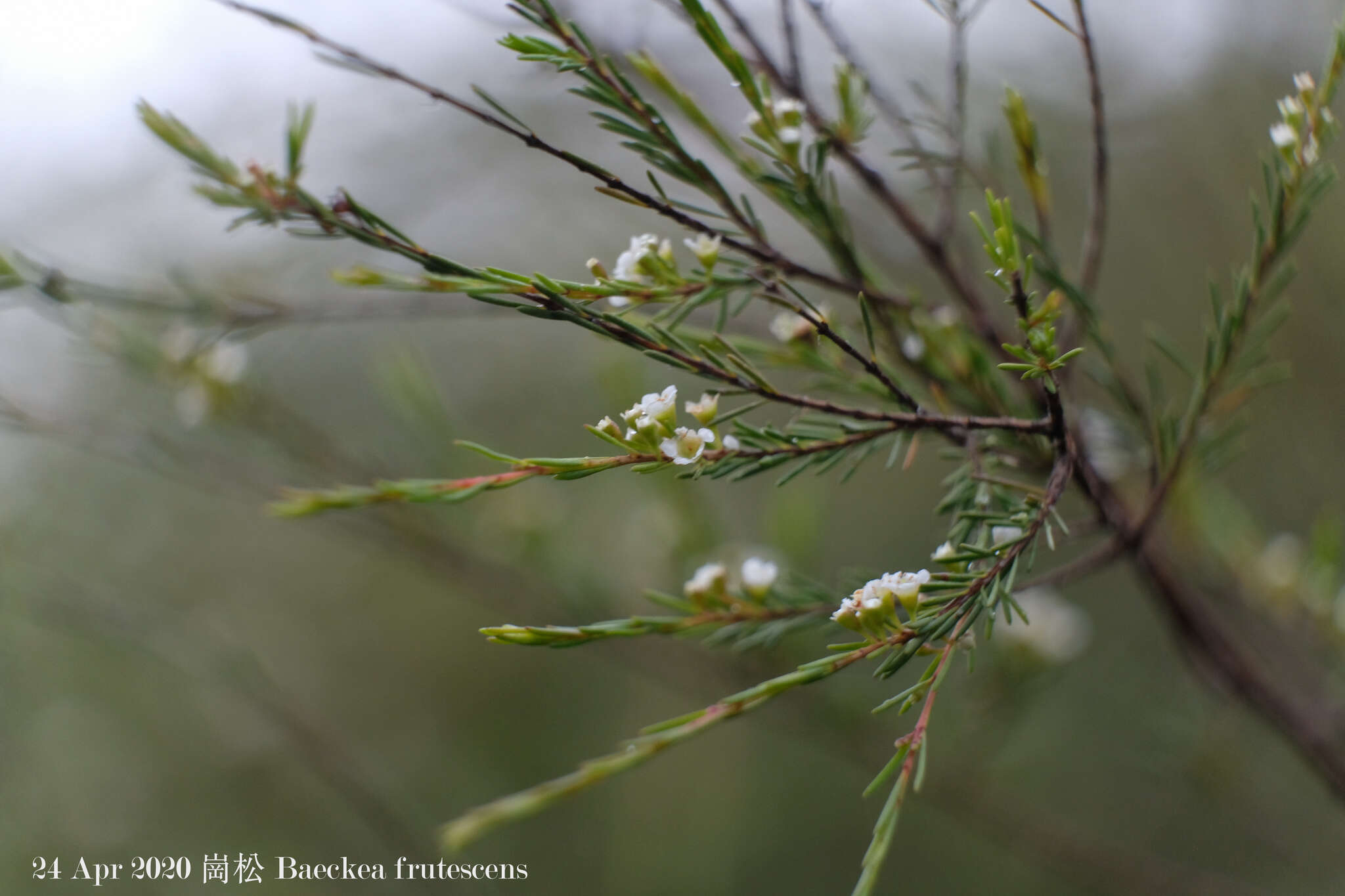 Baeckea frutescens L. resmi