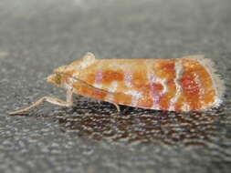 Image of European pine shoot moth