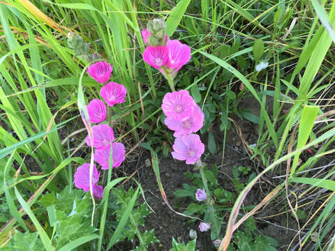 Image of dwarf checkerbloom