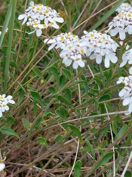 صورة Iberis procumbens Lange