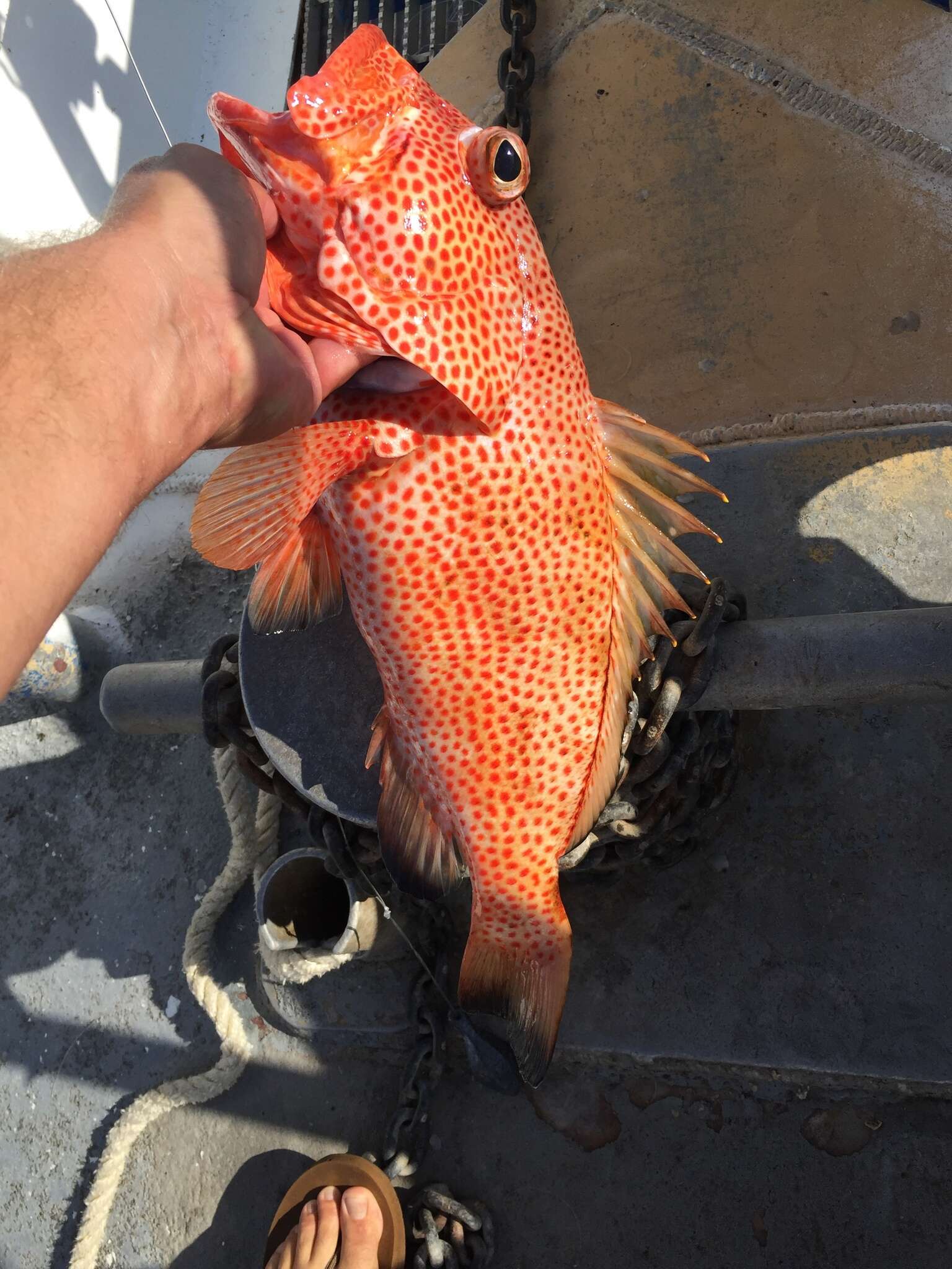 Слика од Epinephelus guttatus (Linnaeus 1758)