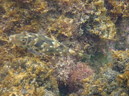 Image of Guinean Puffer