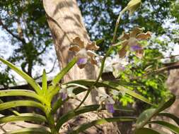 Plancia ëd Vanda tessellata (Roxb.) Hook. ex G. Don