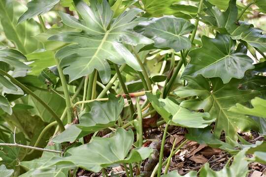 Philodendron lacerum (Jacq.) Schott的圖片