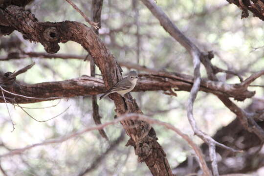 Image of Plumbeous Vireo