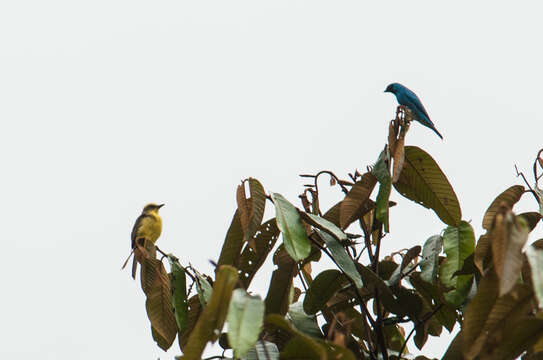 Conopias cinchoneti (Tschudi 1844)的圖片