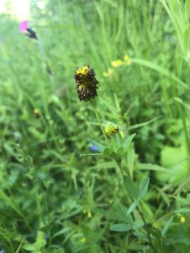 Image of brown moor clover