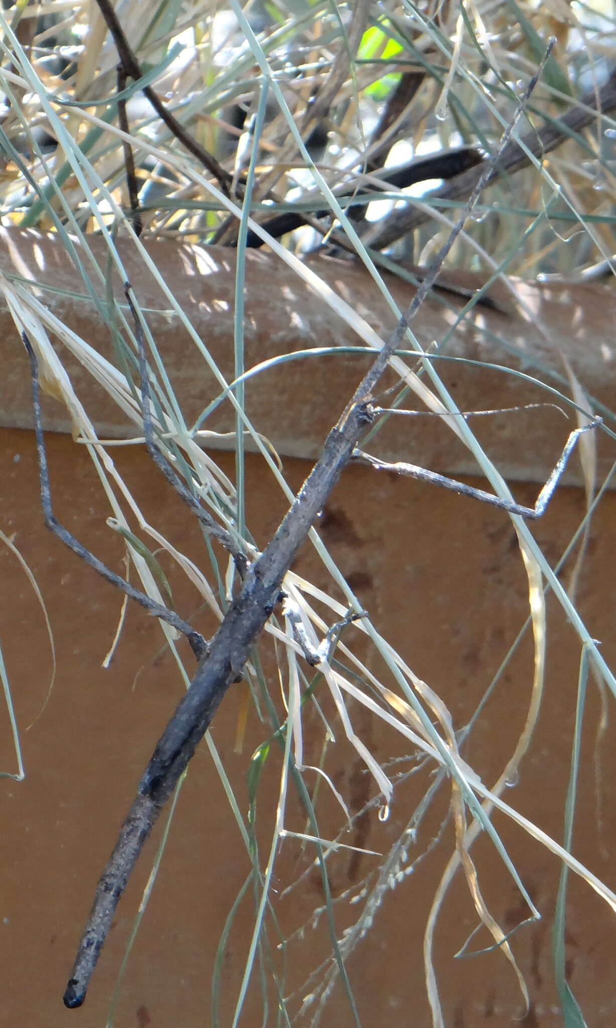 Image of Bactrododema tiaratum Stål 1858