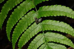 Sivun Dryopteris scottii (Bedd.) Ching kuva
