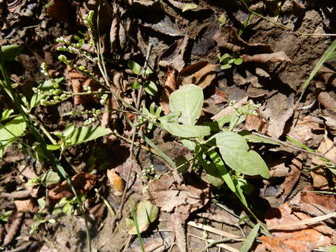 Image of Lax Hornpod