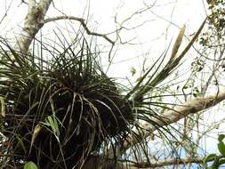 Image of Tillandsia flavobracteata Matuda