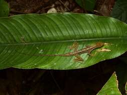 Image of Common Forest Anole