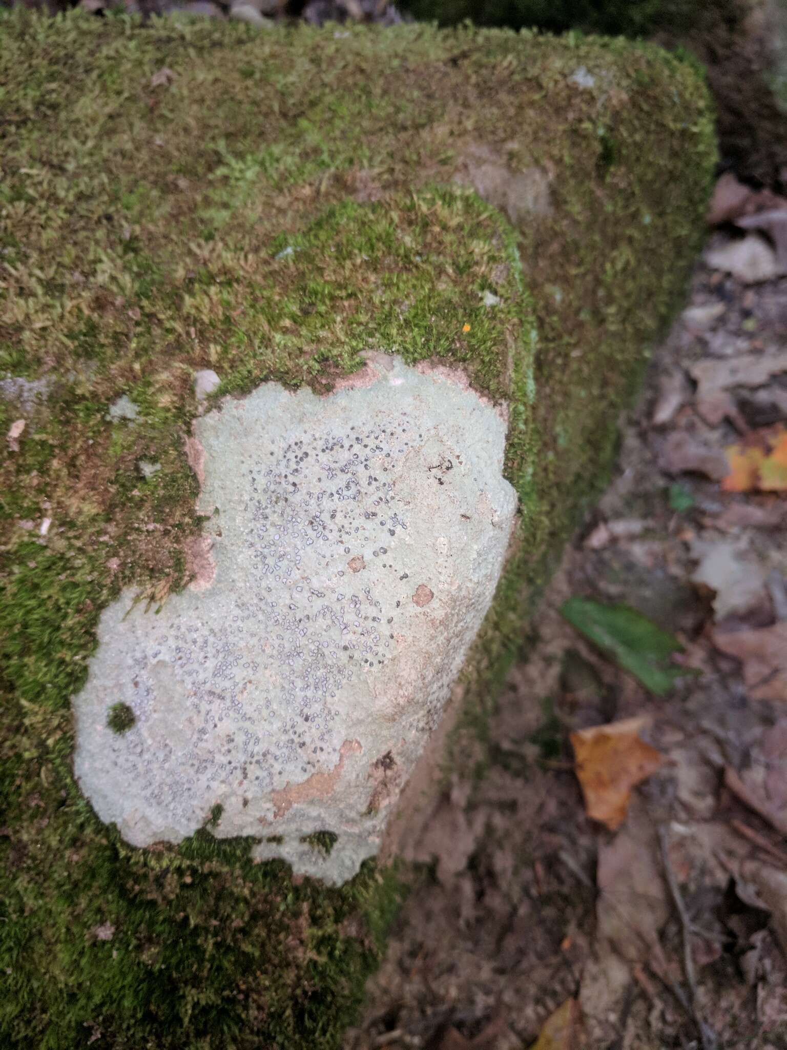 Image of porpidia lichen