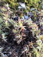 Image of Matted Saxifrage