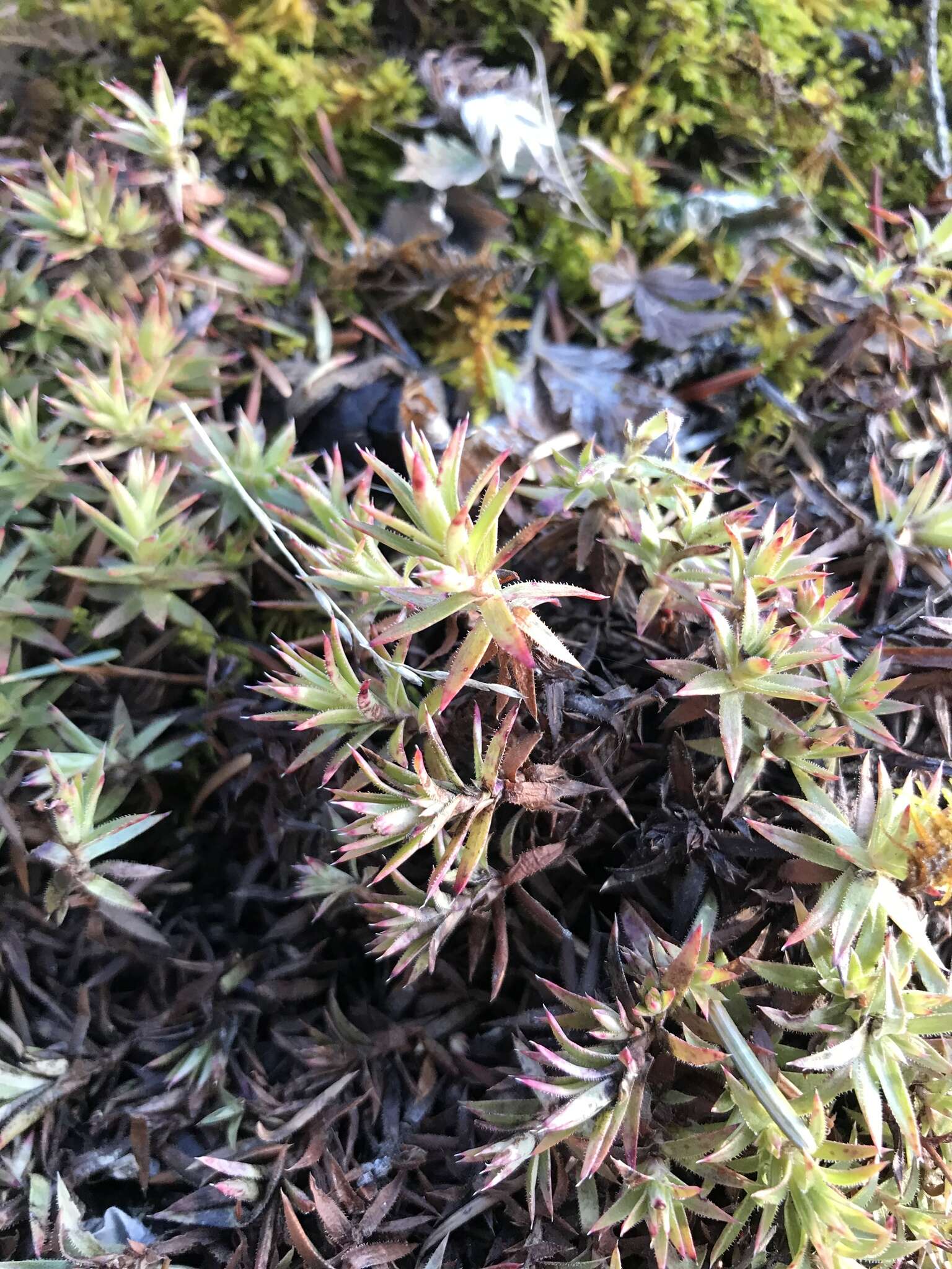 Image de Saxifraga bronchialis subsp. austromontana (Wieg.) Piper