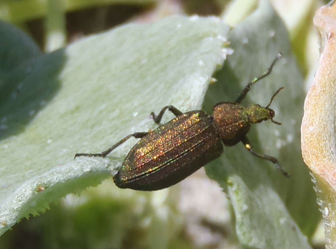 Image of <i>Melyris viridis</i>