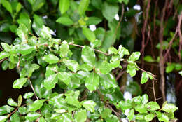 Image of Elaeagnus oldhamii Maxim.