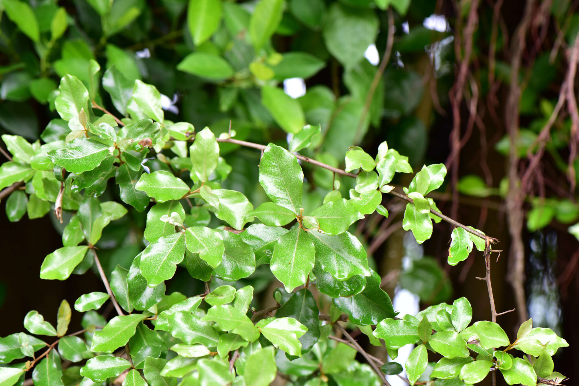 Image of Elaeagnus oldhamii Maxim.