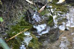 Image of Labyrinth Frog