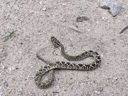 Image of Central American Rattlesnake