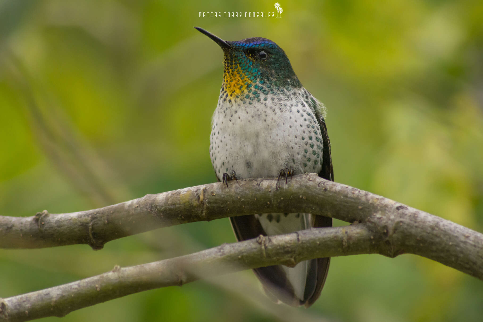 Image of Juan Fernandez Firecrown