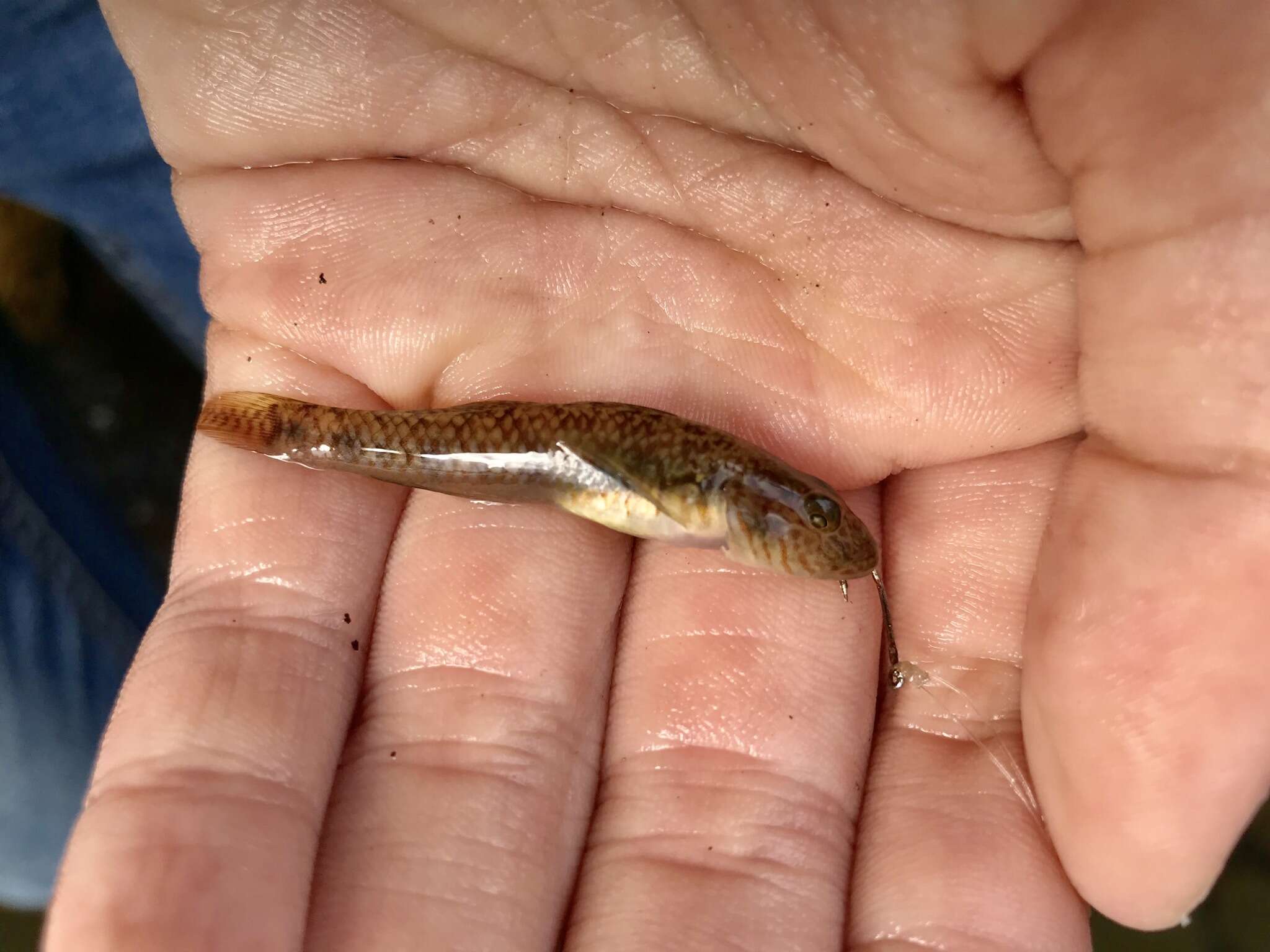 Слика од Rhinogobius similis Gill 1859